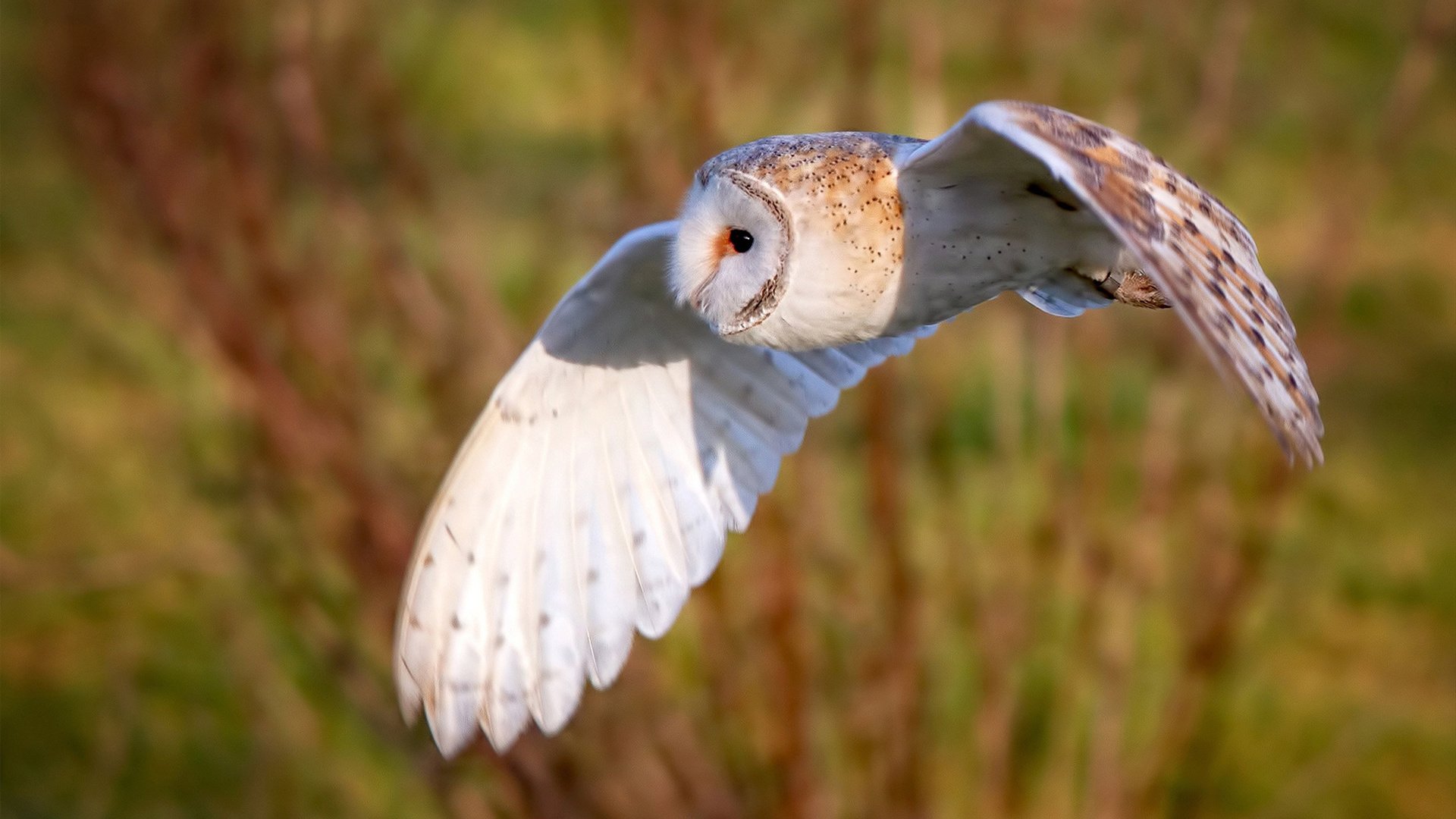 美国选手转身速度全场最快，美国选手转身速度全场最快多少秒