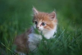 开云网页版登录入口-杨瀚森参加国际邀请赛为国家争光，杨瀚西简介