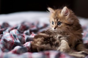 开云中国-波兰队的未来：如何通过训练改革突破现有瓶颈，波兰队阵型