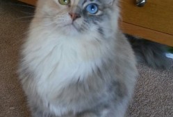 开云体育-中立B女队滑行段技术趋向规范