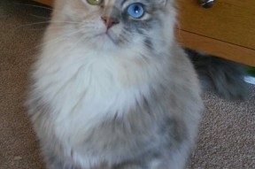 开云体育-中立B女队滑行段技术趋向规范