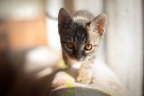 开云官网首页-澳大利亚队未来如何适应日益激烈的国际乒乓竞争环境，澳大利亚乒乓球公开赛比赛结果