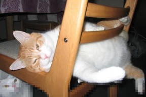 开云综合服务-埃弗顿边路组织传中精度明显提高，埃弗顿阵型