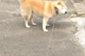 开云电竞-亚历克斯·格林伍德的出色防守让袋鼠队在橄榄球锦标赛中屡屡制胜