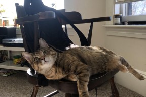 开云APP-图赫尔称赞球队执行力和精神力，图赫尔执教能力